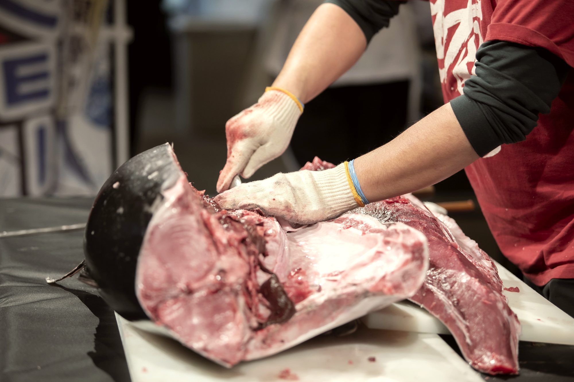 The knife enters the flesh of a whole tuna during the break-down