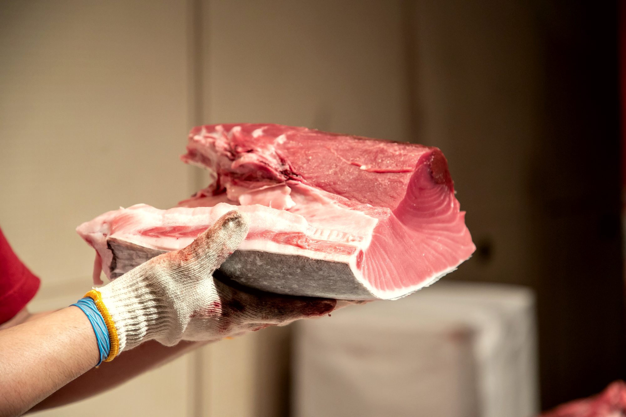 A cut of marbled otoro tuna held up to show its texture